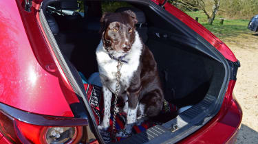 Mazda 3 dog clearance guard